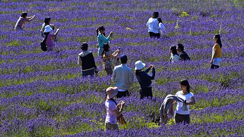 Alamy Many parts of France, like its famous lavender fields, are overrun by tourists each summer (Credit: Alamy)