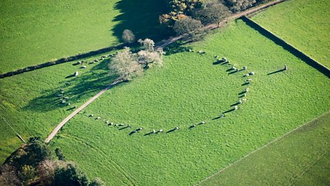 A group of stones in a large circle in Cumbria