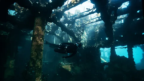 Pier Nirandara A plunge beneath Cape Town's waters reveals a world rich in marine life and mysterious shipwrecks (Credit: Pier Nirandara)