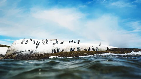 Pier Nirandara Boulders Beach is home to a colony of endangered African penguins that congregate on the beach (Credit: Pier Nirandara)