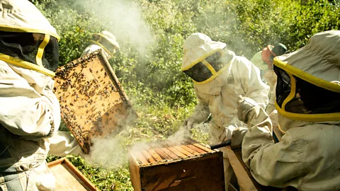 Oscar Orozco In San Lorencito, beekeeping is helping reduce conflict with the Andean bear (Credit: Oscar Orozco)