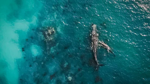 Pier Nirandara Time your visit to De Hoop Nature Reserve to spy southern right whales during their migration (Credit: Pier Nirandara)