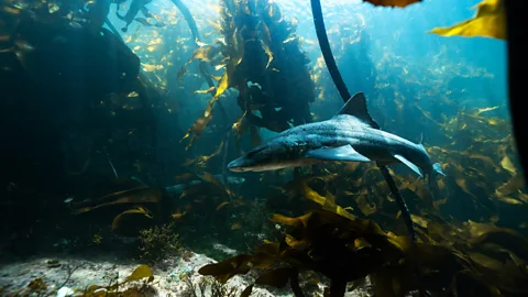 Pier Nirandara Cape Point Nature Reserve, at the southwestern-most tip of Africa, affords ample possibility to track and learn from wildlife (Credit: Pier Nirandara)