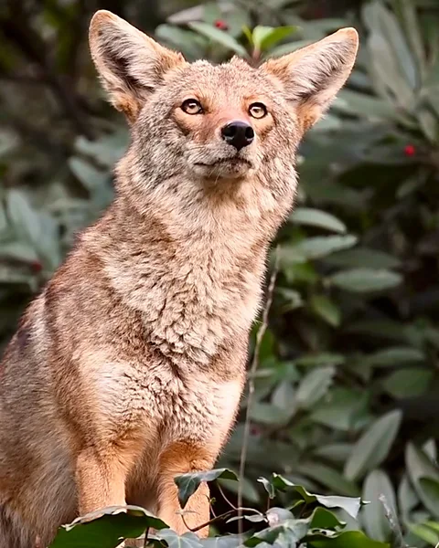 LouAnne Brickhouse Some animals that make repeated appearances become social media stars in their own right, such as "Stevie" the coyote (Credit: LouAnne Brickhouse)