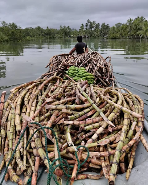 Fundación Acua Regulators are struggling to apply Western-style legislation to the drink’s rural and informal production process (Credit: Fundación Acua)