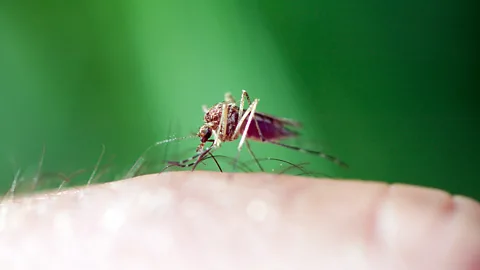 Getty Images A mosquito feeding on a human (Credit: Getty Images)