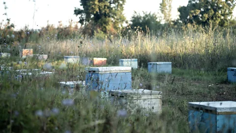 Getty Images When the aromas from flowers mix with pollutants, they may change so much bees find them unrecognisable (Credit: Getty Images)