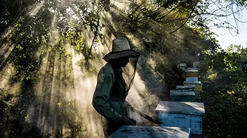 Getty Images Beekeepers tending hives in Cuba (Credit: Getty Images)