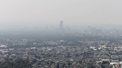 Getty Images Insects that live in cities may have learned to adapt to pollution better than those living in less built-up environments (Credit: Getty Images)