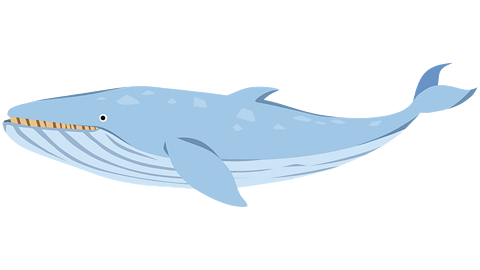 A blue whale