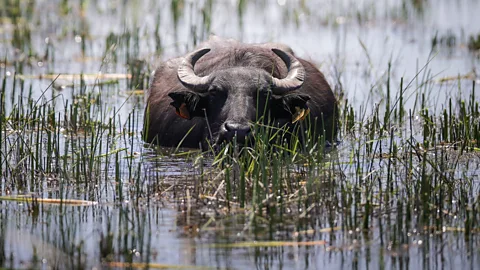 Getty Images Water buffalo wading through wetlands (Credit: Getty Images)