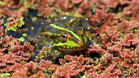 Getty Images Frogs are just one animal that benefits from the presence of water buffalo (Credit: Getty Images)