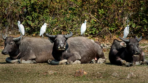 Getty Images Water buffalo, and their associated guests, at home in Hong Kong (Credit: Getty Images)