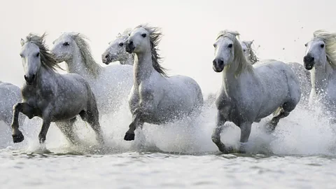 Getty Images Camargue horses can also play a role as ecosystem engineer in wet landscapes (Credit: Getty Images)