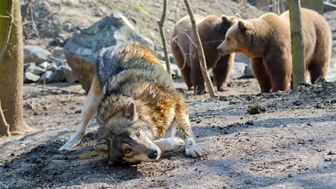 Getty Images Wolves will roll in unfamiliar smells, including the dung of other carnivores (Credit: Getty Images)