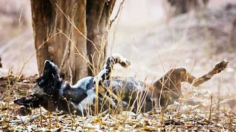 Getty Images African wild dogs roll in the urine of members from a group they are trying to join (Credit: Getty Images)