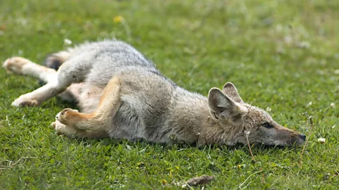 Getty Images Grey foxes have been recorded rolling in the scent left behind by larger predators than themselves (Credit: Getty Images)