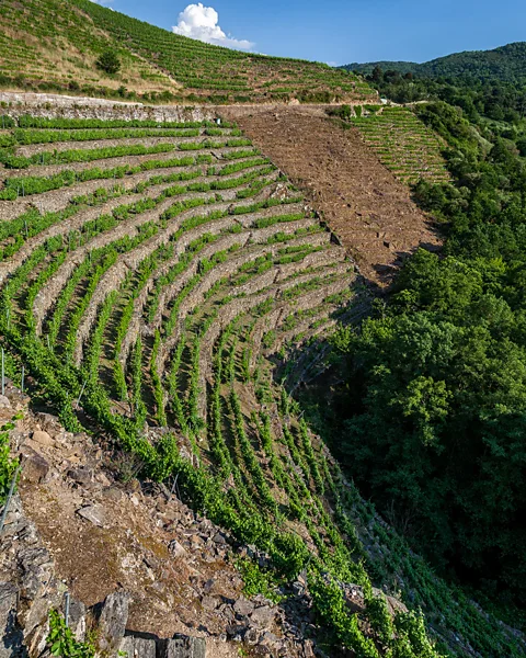 Getty Images The vineyards are so steep that the grapes can only be harvested by hand (Credit: Getty Images)