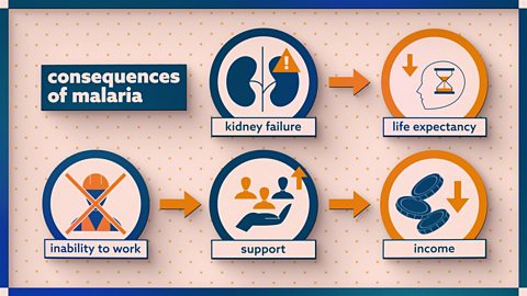 Malaria - Causes effects, and management strategies