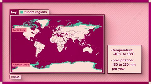 Tundra environments
