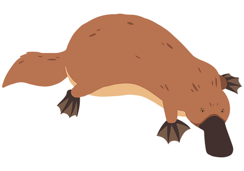 A platypus