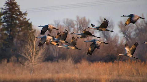 Brandon Withrow Sandhill cranes leaving the Platte River in the morning at Rowe Sanctuary in Kearny, Nebraska (Credit: Brandon Withrow)