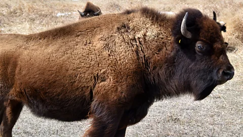 Brandon Withrow Bison used for grazing at the Crane Trust to preserve the birds' grassland habitat (Credit: Brandon Withrow)