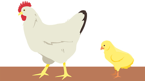 A chicken walking along with its chick following behind