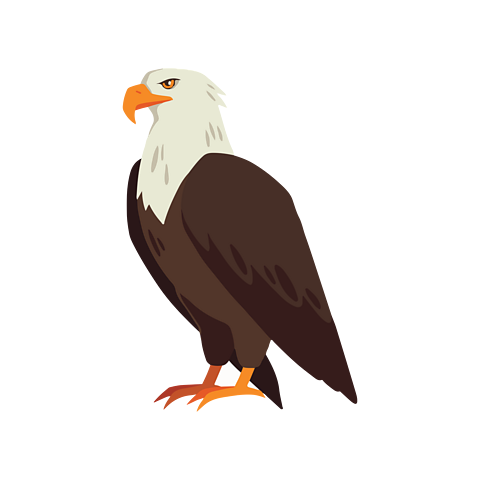 A bald eagle