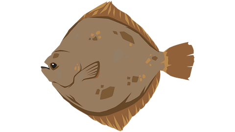 A turbot