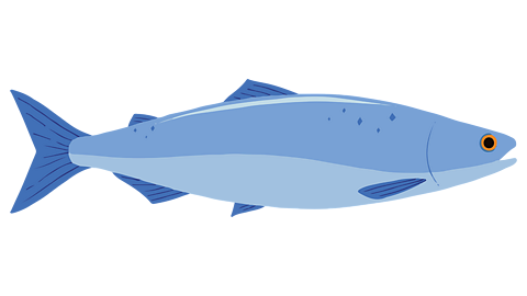 A salmon