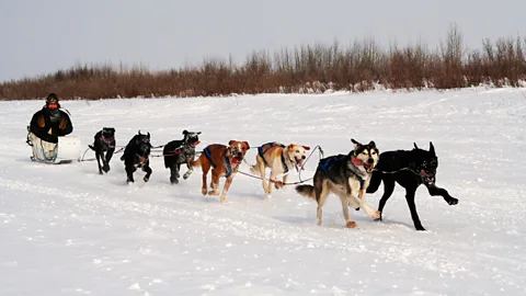 Alamy 犬ぞりは、カナダのアウトドアを楽しむ楽しい方法であり、環境にも配慮した方法です (クレジット: Alamy)