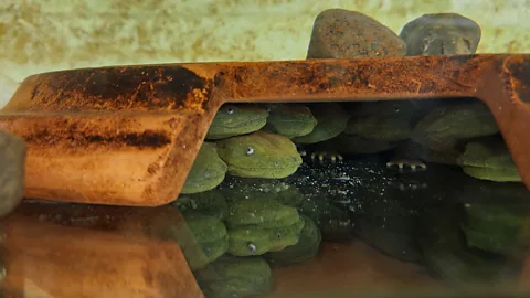 Purdue University Hellbenders, like these juveniles, historically had a bad reputation as it was thought they competed with anglers for game fish (Credit: Purdue University)