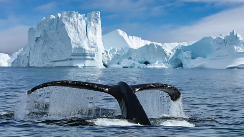 Getty Images Adventure tourism is an area of focus for Greenland, including whale watching and camping on the Greenland Ice Sheet (Credit: Getty Images)