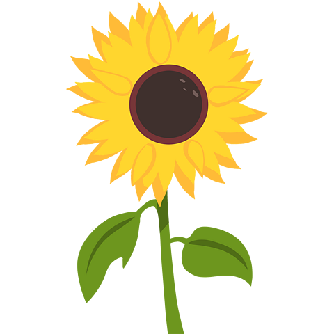 A sunflower