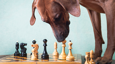 A dog stands over a chess board.