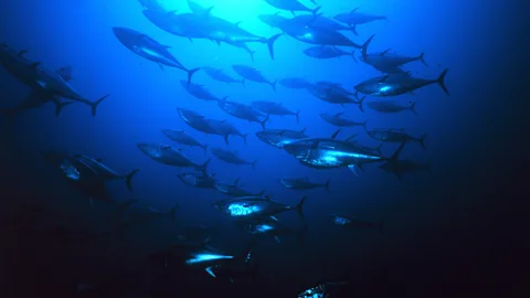 Getty Images Tuna stocks have recovered thanks to tighter global regulations (Credit: Getty Images)