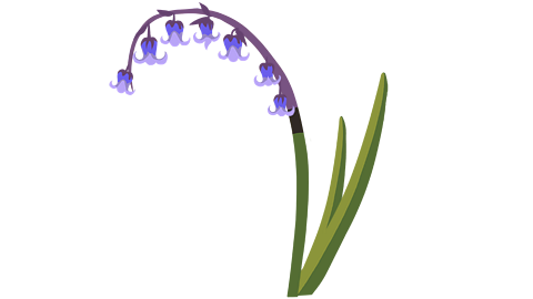 Bluebell flowers