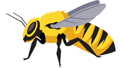 A honey bee