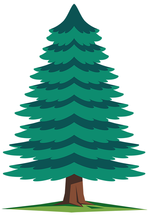 A spruce tree