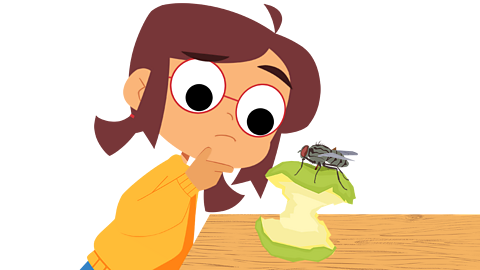 A young girl looking at a house fly on top of an apple core