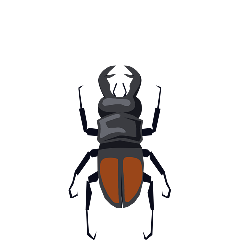 A stag beetle