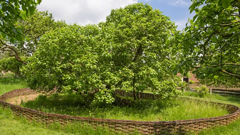 Woolsthorpe Manor The distillery uses a clone of Newton's tree in Woolsthorpe Manor, located in Lincolnshire, England (Credit: Woolsthorpe Manor)