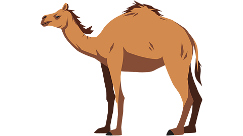 A dromedary camel with one hump