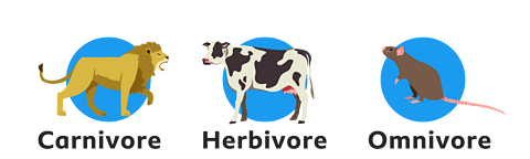 A diagram showing what animals eat with a lion as a carnivore, a cow as a herbivore and a rat as an omnivore