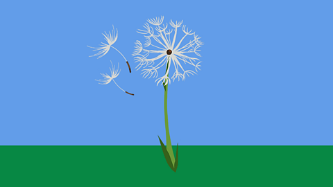 A dandelion clock with its seeds blowing on the wind