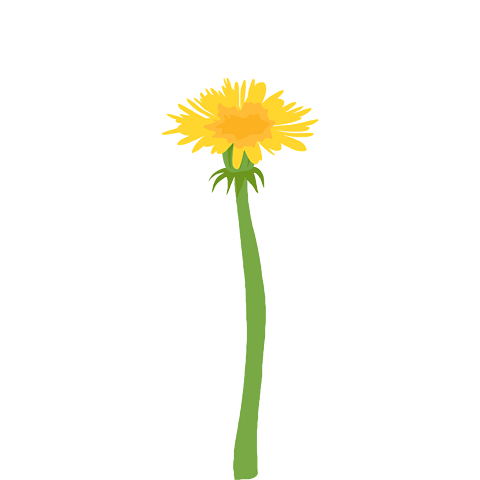 A dandelion flower