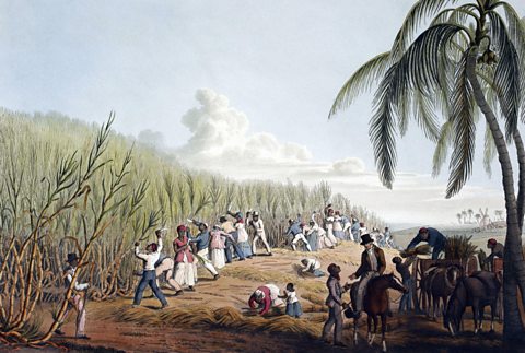 An illustration of a sugar cane harvest, Antigua, 1823.