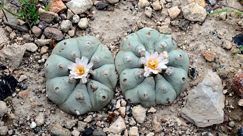 ゲッティイメージズ ペヨーテサボテンは、いくつかの文化において何世代にもわたって植物薬として使用されてきました（クレジット：ゲッティイメージズ）