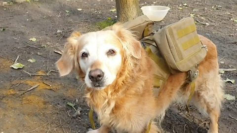 Pet dogs help seed nature reserve in the UK 英国一自然保护区通过宠物犬播种植物种子